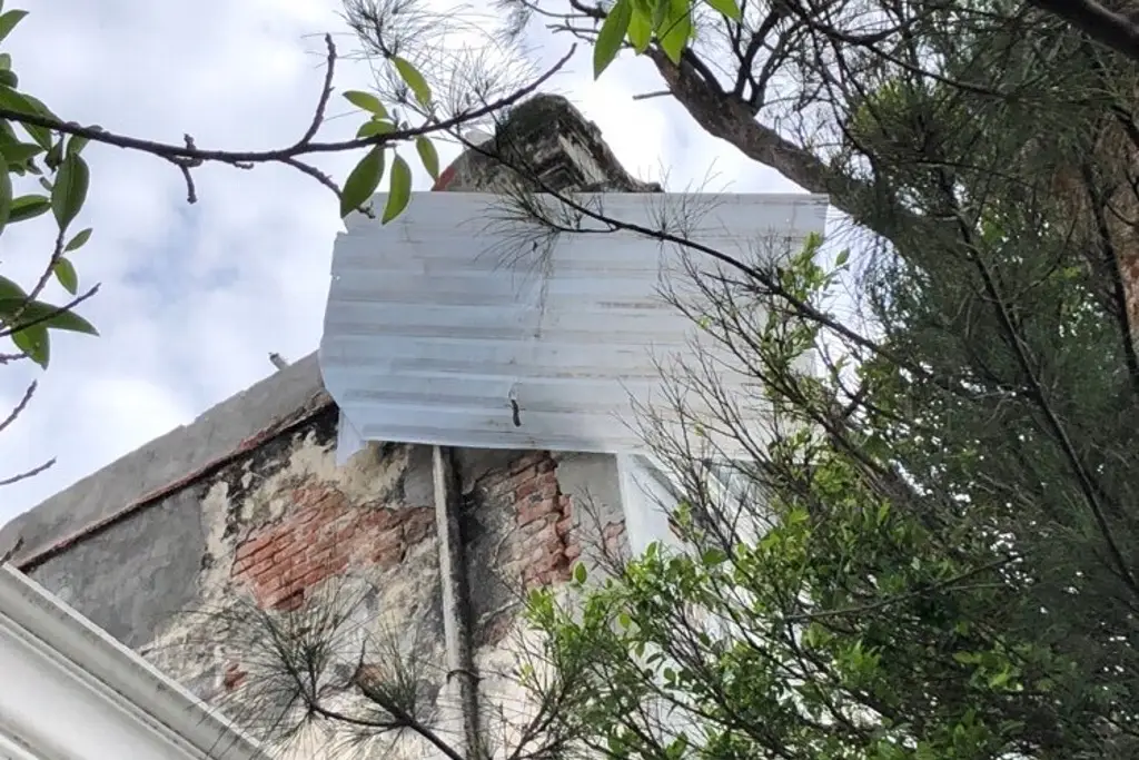 Imagen Piden podar árboles y asegurar objetos que pueda volar el viento, previo a evento de norte