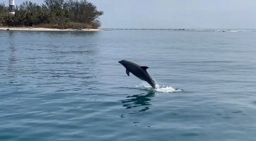 Imagen ¿Qué tipo de delfines son los que se han visto frente a la Isla de Sacrificios en Veracruz?