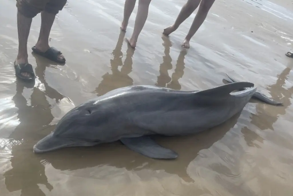 Imagen Muere delfin varado en playa tras ser acosado por bañistas; intentaron montarlo 