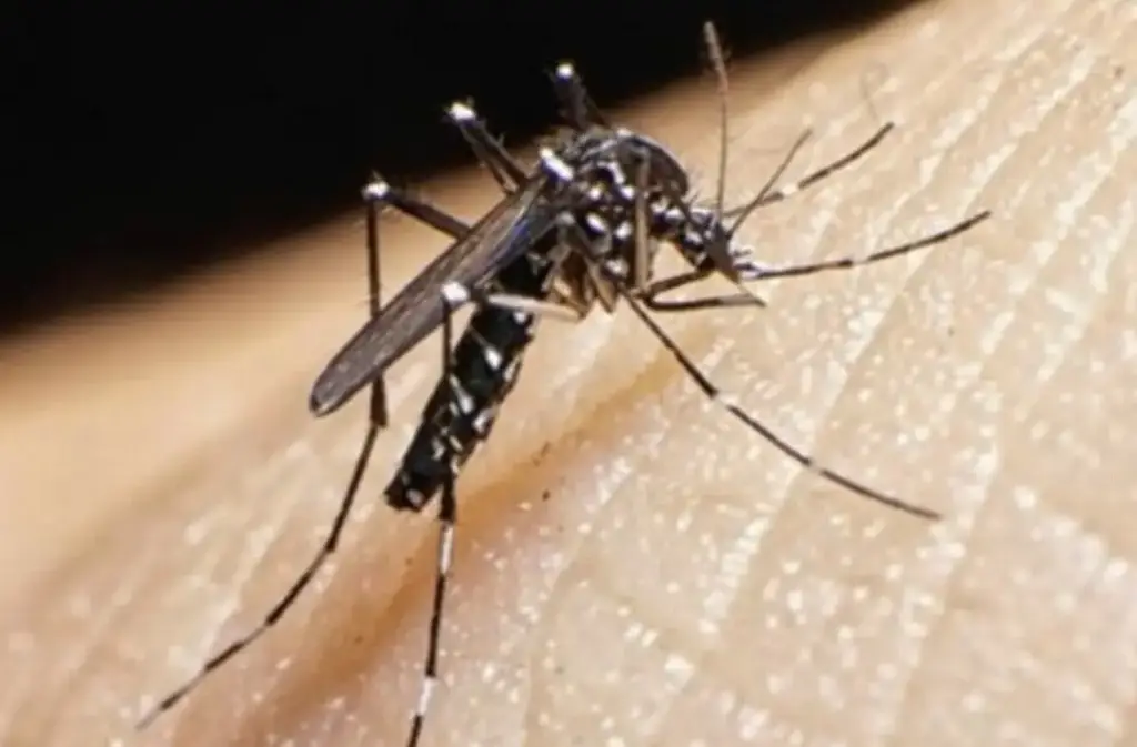 Imagen ¿Cómo diferenciar las enfermedades del dengue y zika?