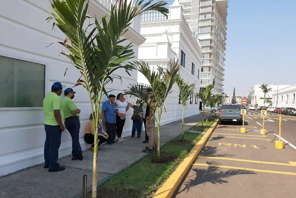 Imagen Siembran palmas en calles del puerto de Veracruz; buscan rescatar áreas verdes