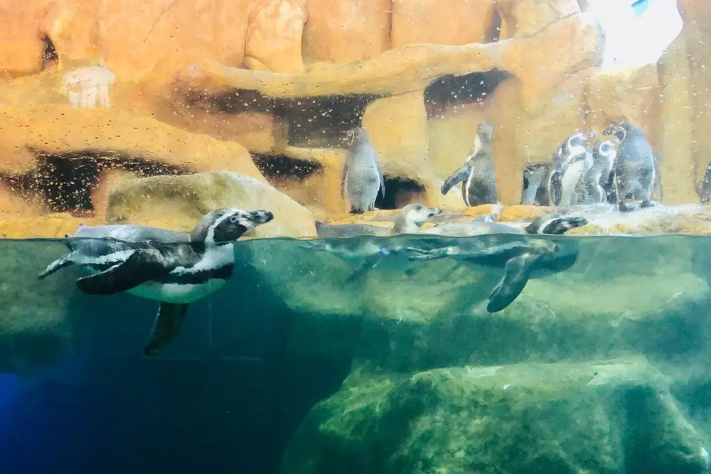 Imagen Acuario debe seguir en funcionamiento, se dedica a la investigación, educación y conservación: biólogo 