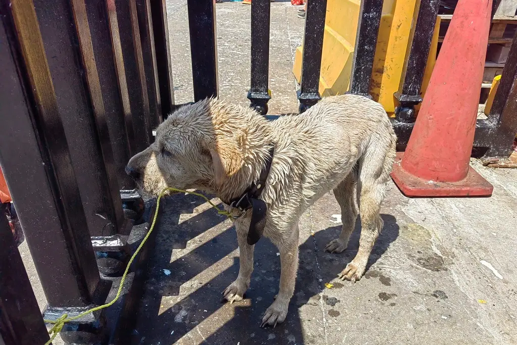 Imagen Rescatan a perrita que naufragaba en malecón de Veracruz; ya fue adoptada
