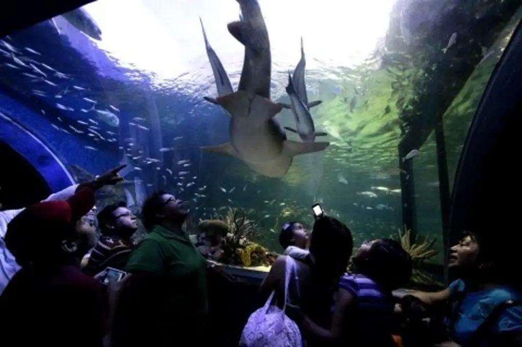 Imagen Checa los descuentos en nuevo Aquarium del Puerto de Veracruz 