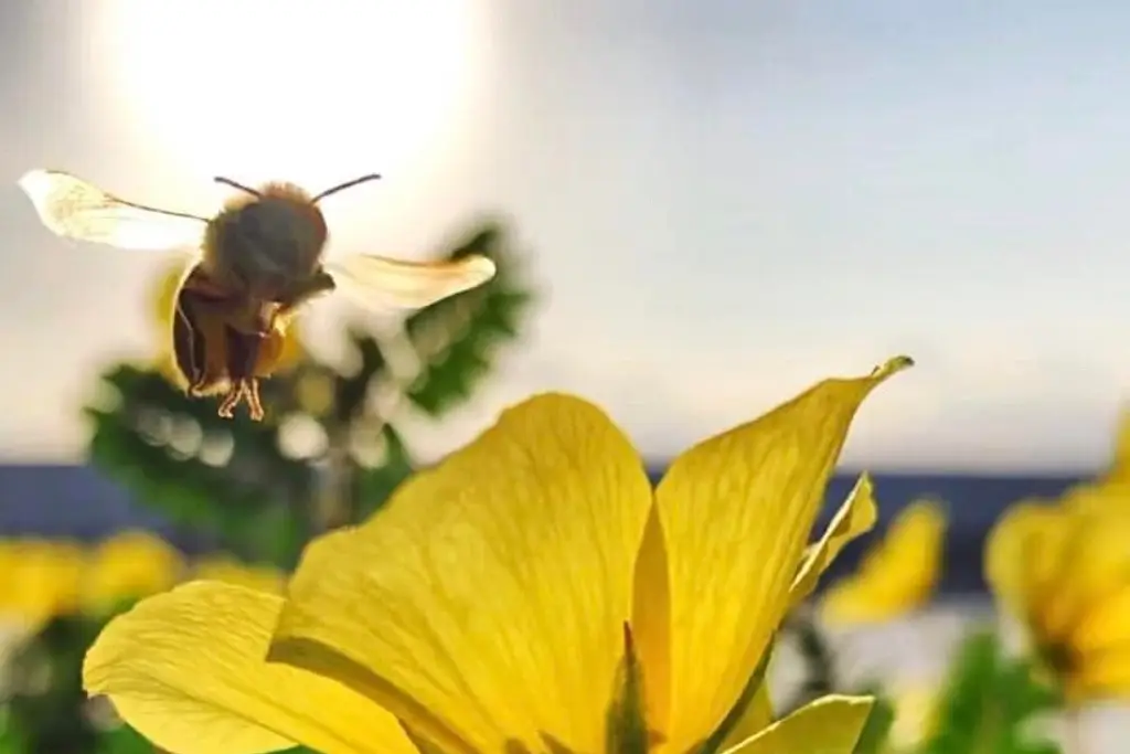 Imagen ¿Si las abejas desaparecen nos quedarían 4 años de vida?