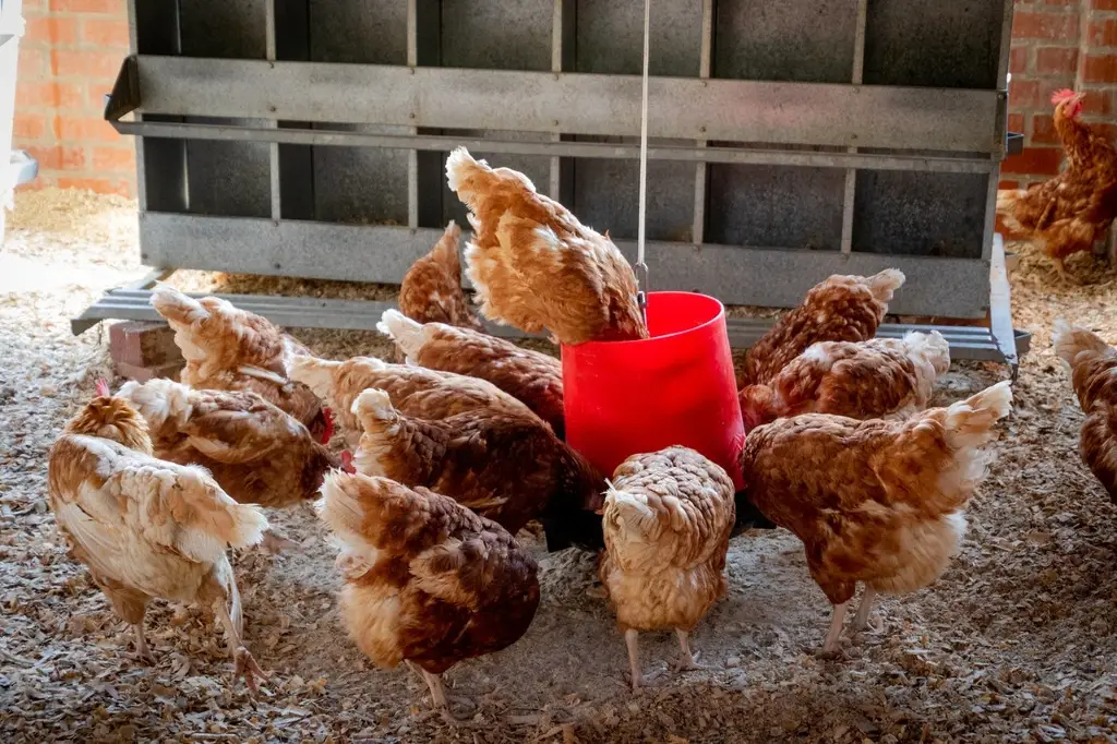 Imagen Detectan gripe aviar en 10 granjas mexicanas 