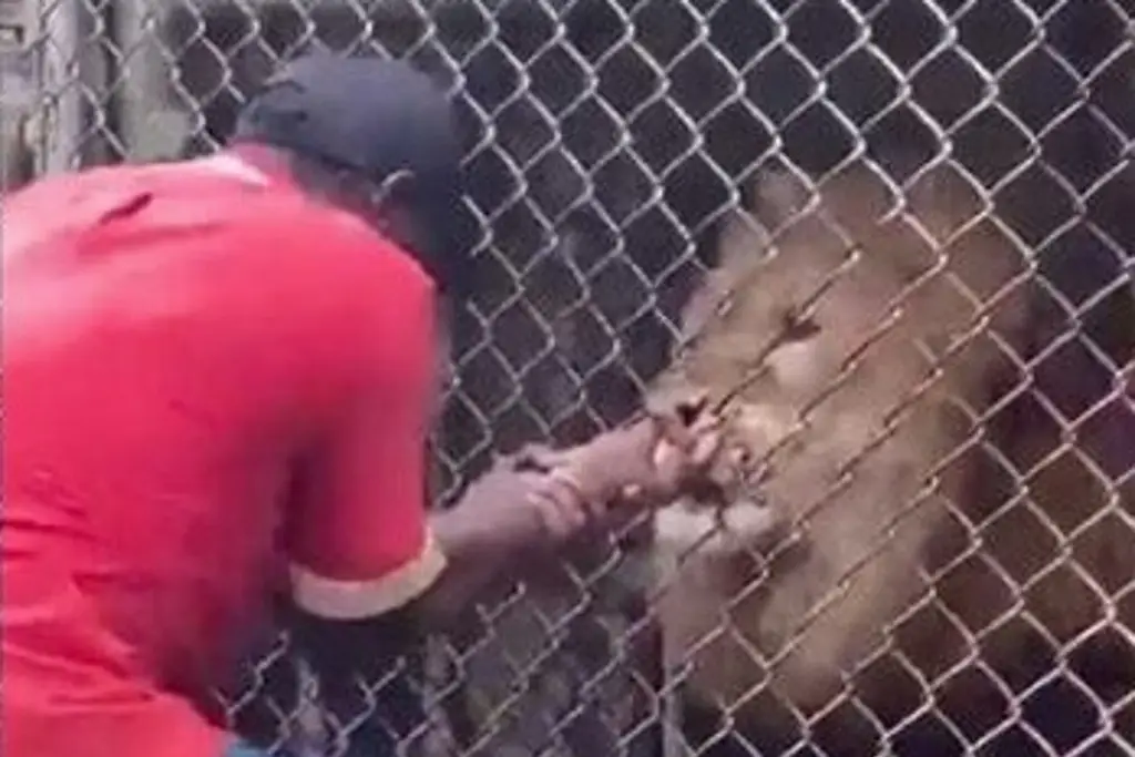 Imagen Graban a león cuando le arranca dedos a su cuidador (+Video)