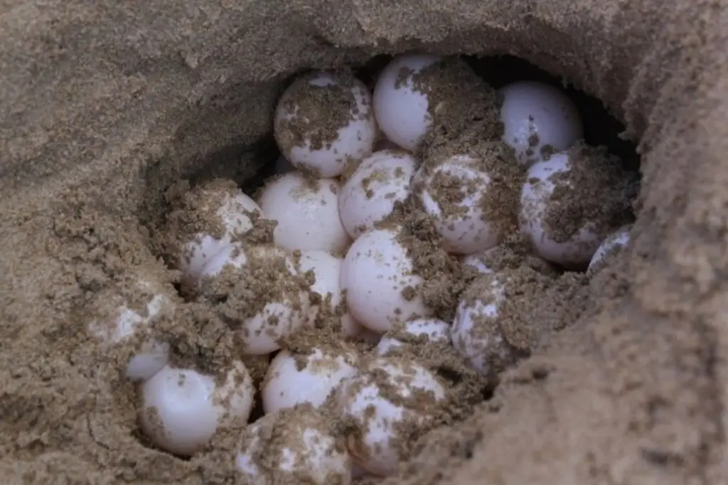 Imagen Tortuga desova en playa veracruzana, es el segundo nido de Carey en 12 años