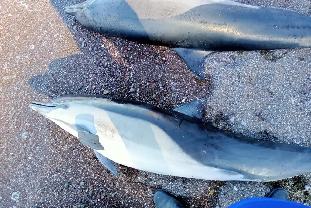 Imagen Hallan 30 delfines muertos en playa de Baja California Sur