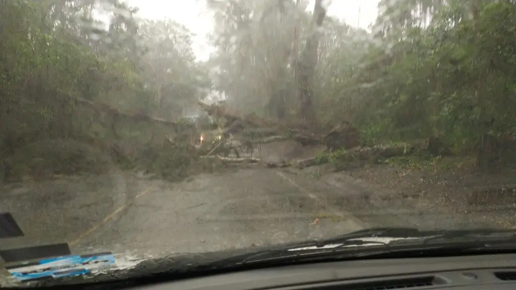 Imagen Reportan caída de árbol en la Xico - Coatepec por tormenta; seguirán las lluvias 