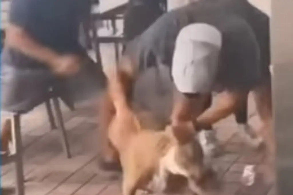 Imagen Polémica por ataque de pitbull a otro perro en restaurante (+Video)