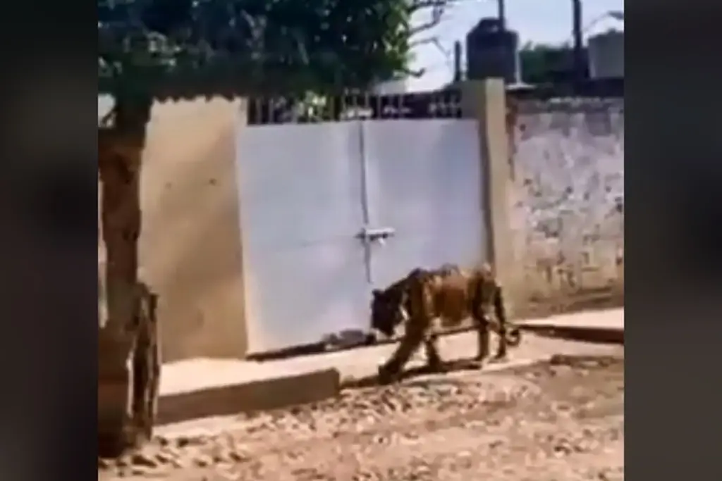 Imagen Captan a tigre de bengala deambulando en Nayarit (+Video)
