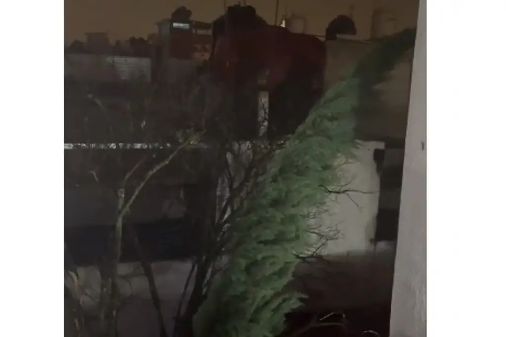 Imagen Lluvia fuerte y viento arrachado en Xalapa  (+video)
