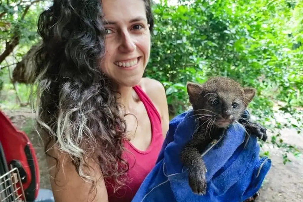 Imagen Rescatan cría de puma yaguarandí en Alvarado