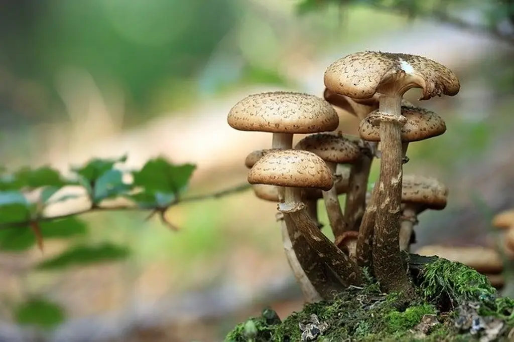 Imagen Mueren 3 niños tras comer hongos venenosos; tenían hambre 