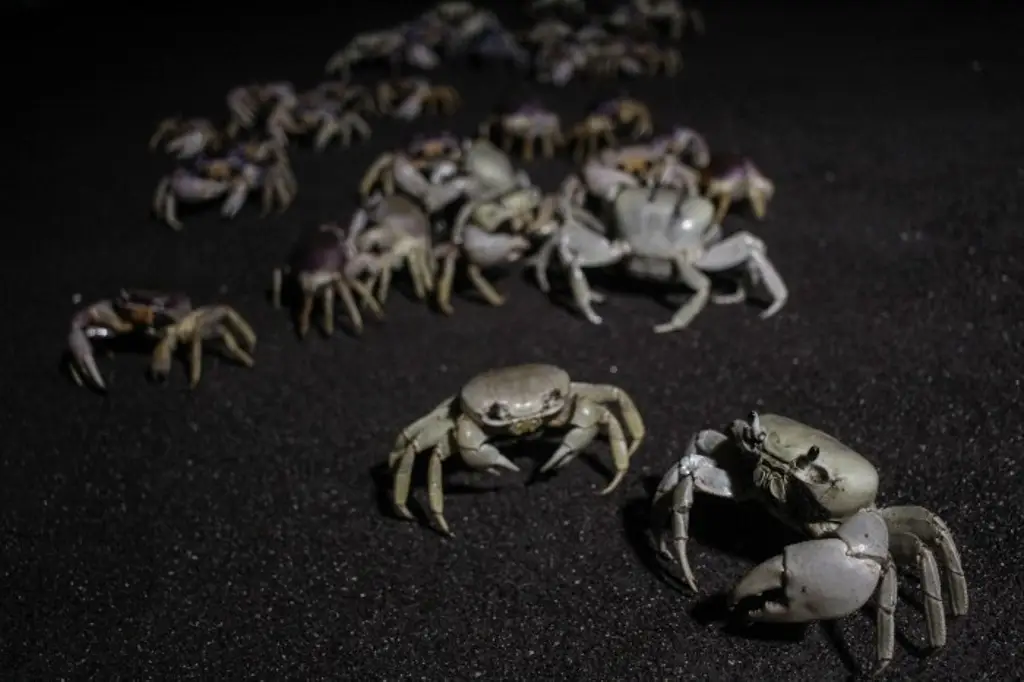Imagen Este lunes inicia temporada de desove de cangrejo azul 2022 en Veracruz
