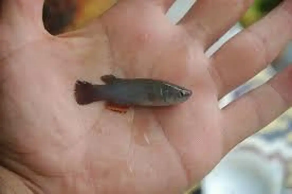 Imagen Este es el pez que cambia de s6x0 en ríos de Veracruz