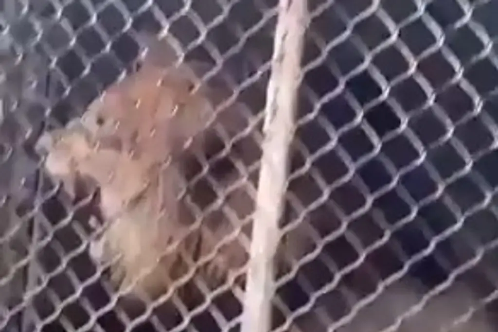 Imagen León ataca a su cuidador y le arranca varios dedos de su mano 