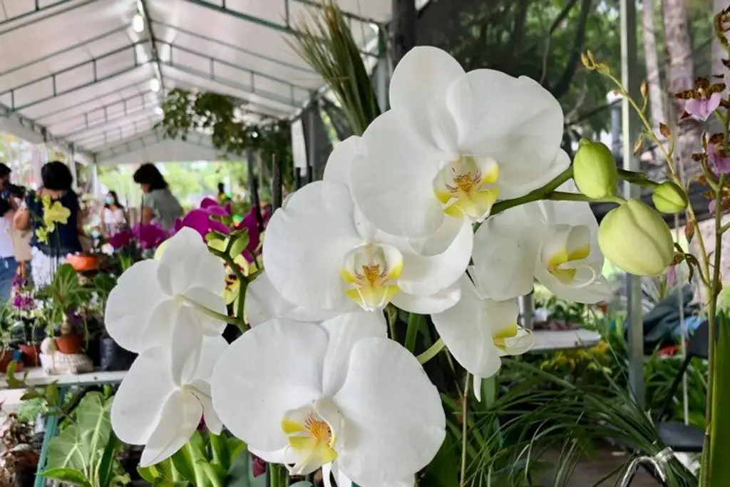 Imagen Llega a Veracruz la Expo Flor de Verano             