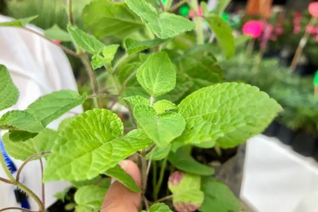 Imagen Esta es la planta que ahuyenta a los mosquitos; también hay de insulina