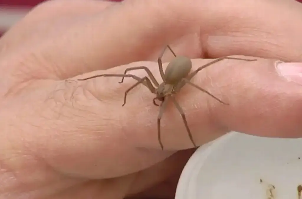 Imagen Esto debes hacer si sufres una picadura de araña violinista 
