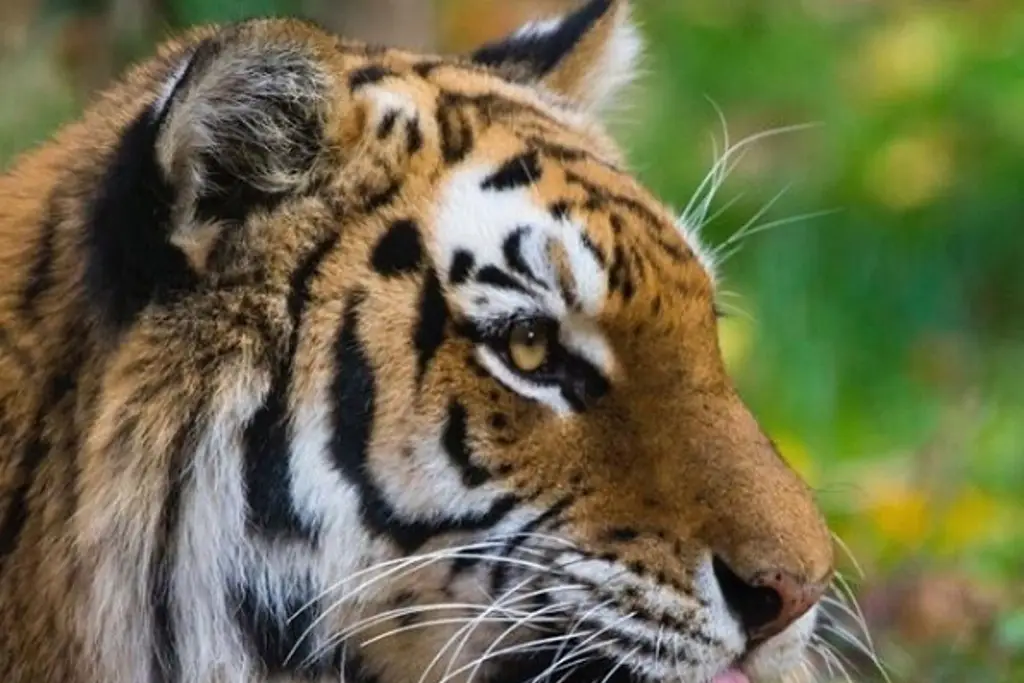 Imagen Captan a tigre de bengala en una taquería