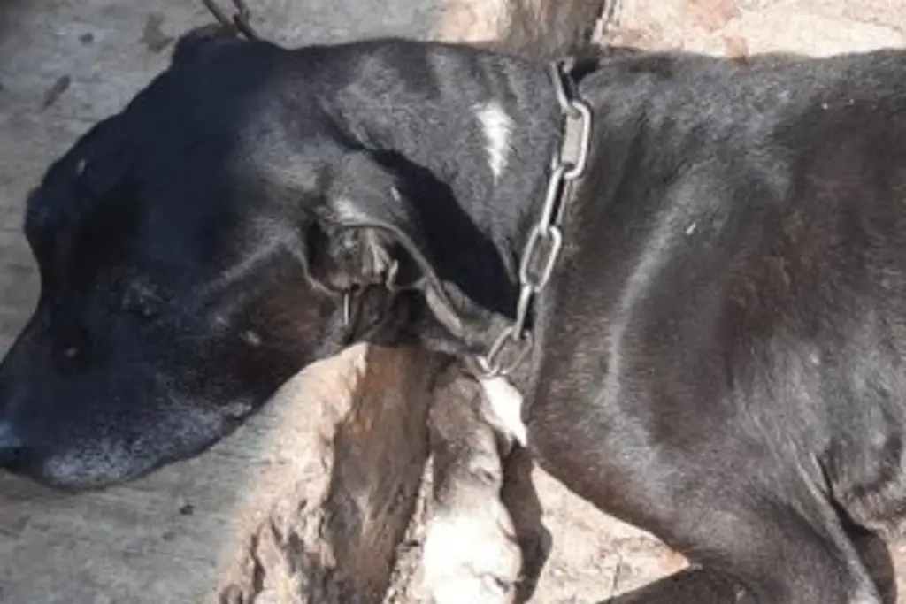 Imagen Desnutrido, encadenado y vivo; así encontraron a un perro en un municipio de Veracruz 
