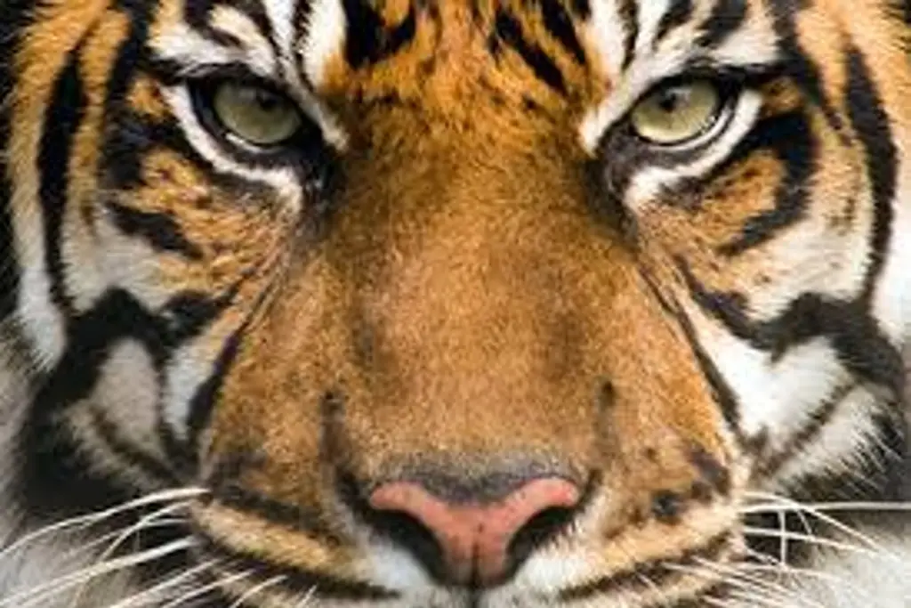 Imagen Hoy es el Día Internacional del Tigre
