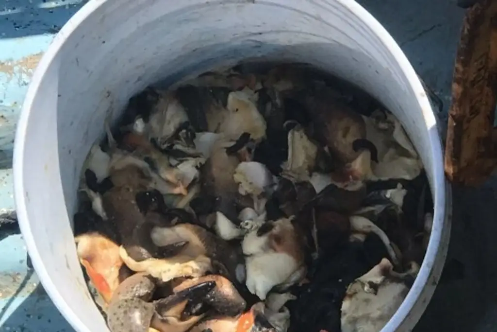 Imagen Aseguran más de 2 toneladas de pesca ilegal ¡Cuidado!