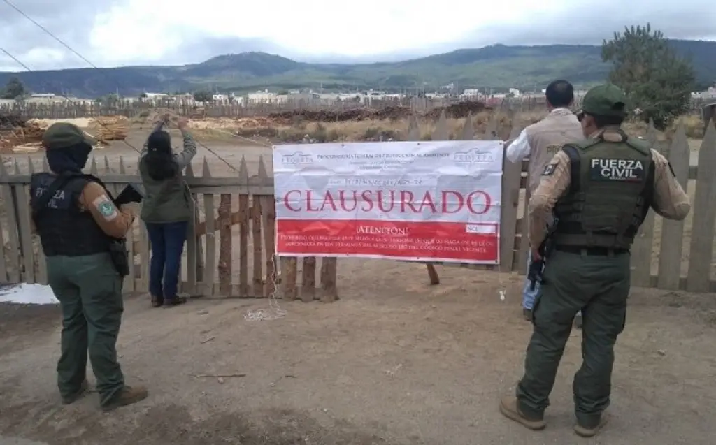 Imagen Profepa asegura 5 aserraderos clandestinos en el Cofre de Perote