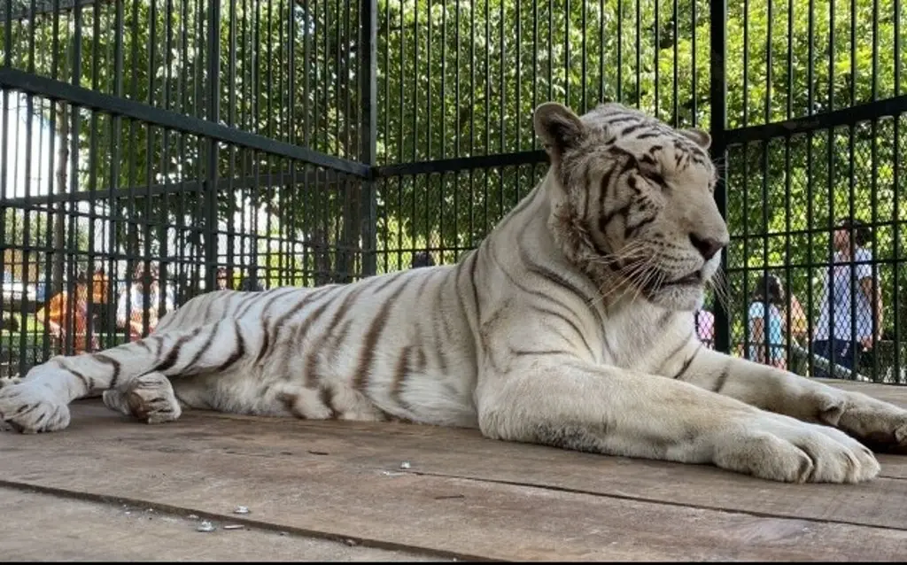 Imagen Tigre rescatado del Ajusco es resguardado en reserva animal de Orizaba, Veracruz