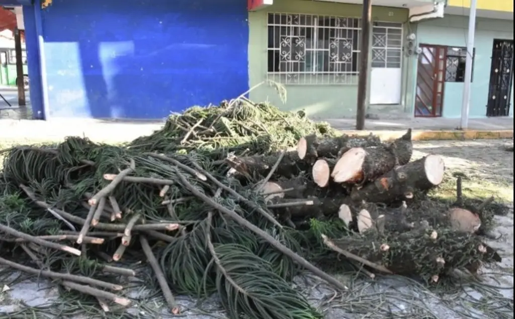 Imagen Habitantes de Río Blanco denuncian ecocidio contra araucarias