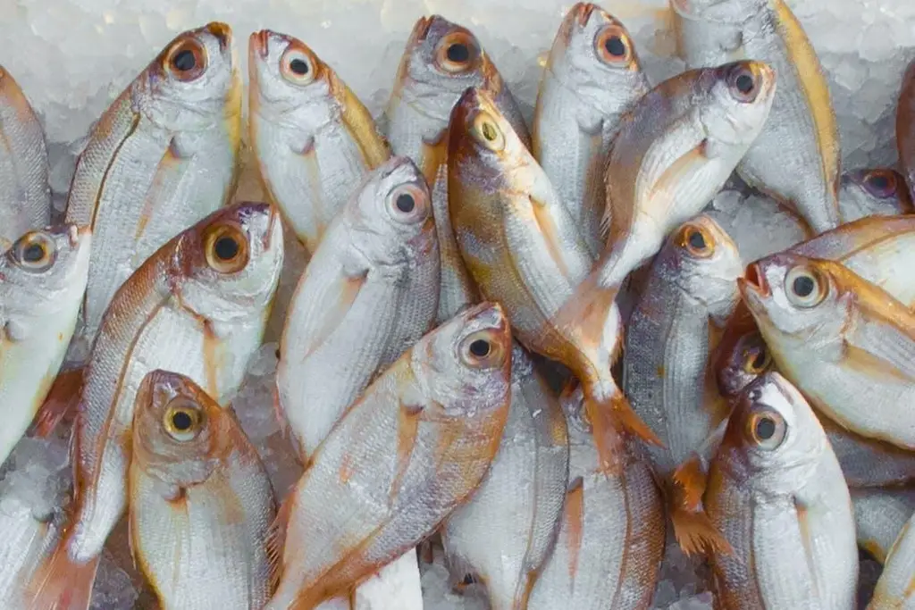 Imagen Canadá ofrece trabajo de 60 mil pesos a quien sepa lavar pescado