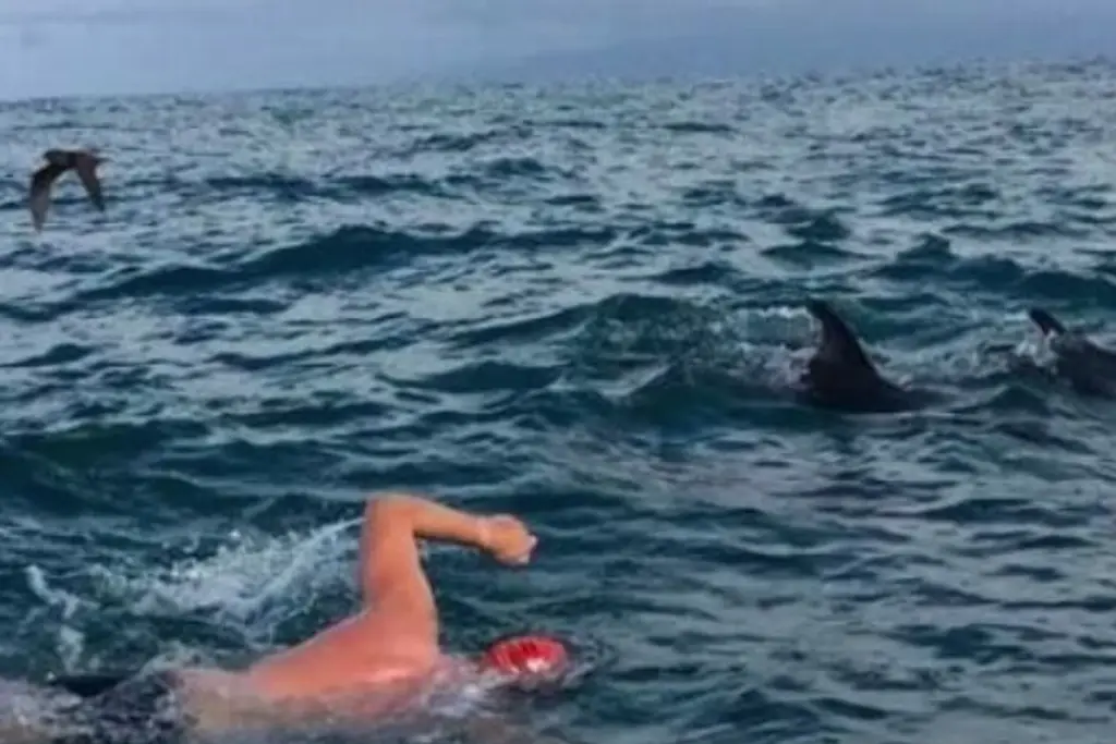 Imagen Así protegieron delfines a nadador para salvarlo de tiburón (+Video)
