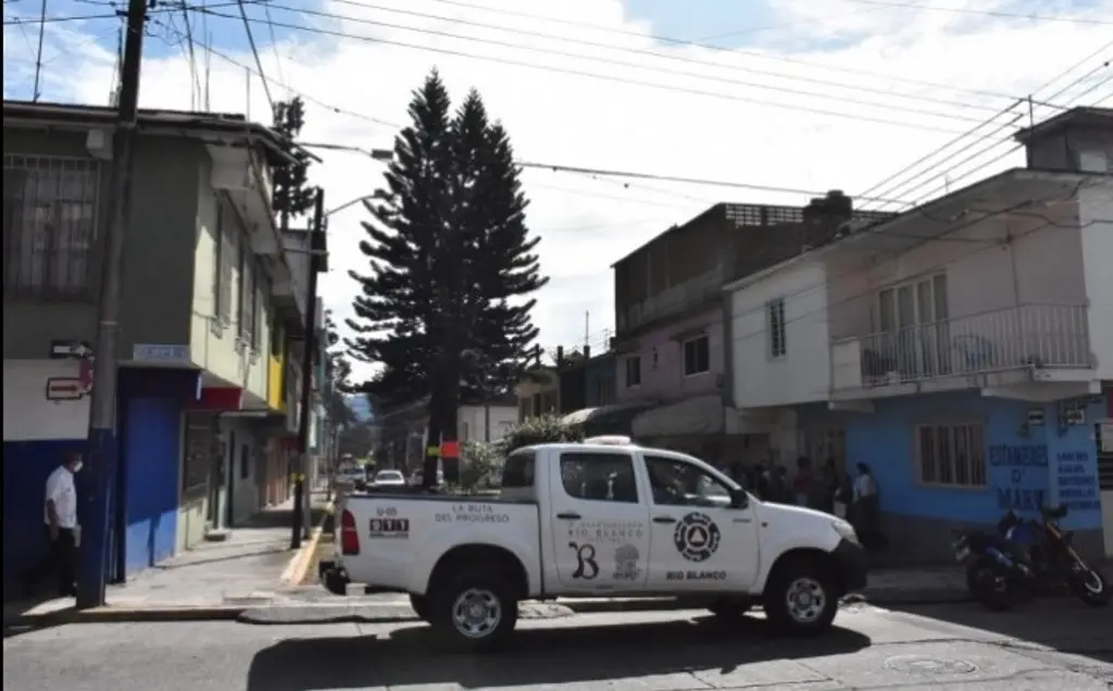 Imagen Insisten en derribar dos araucarias para abrir calle a la circulación en Río Blanco 