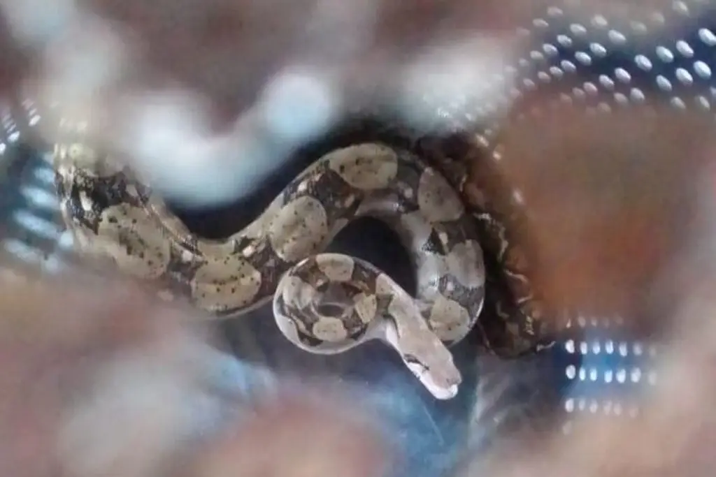 Imagen Rescatan serpiente que estaba en el árbol de una casa en Veracruz (+Fotos)