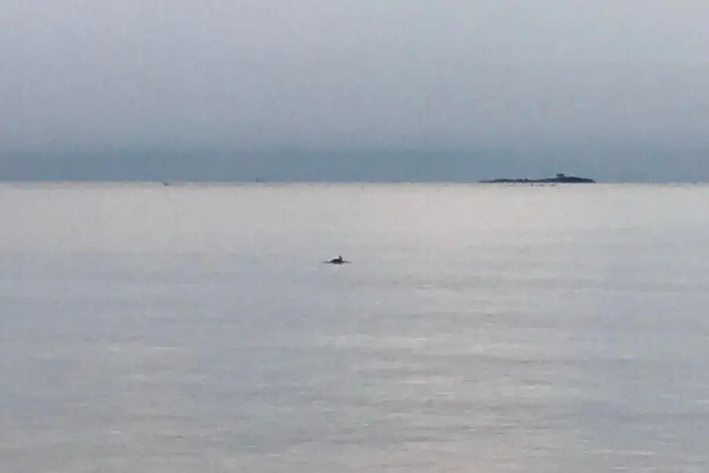 Imagen Captan delfines en mar de Veracruz y Boca del Río