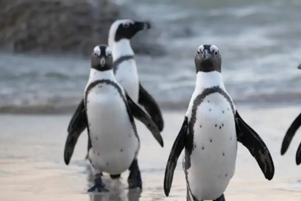 Imagen Aparecen muertos cerca de 600 pingüinos en una playa 