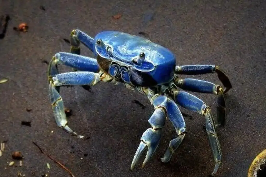 Imagen Arranca veda del cangrejo azul y aprovechamiento del robalo en Veracruz
