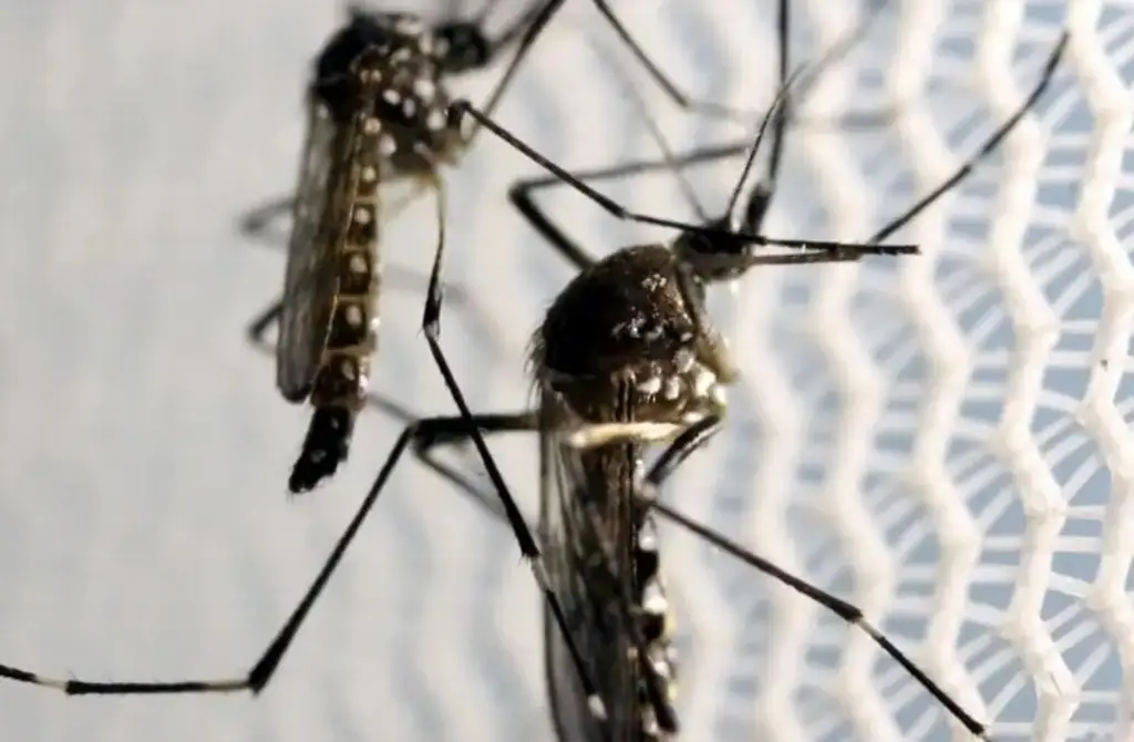 Imagen ¿Qué provoca que el dengue pueda ser hemorrágico?