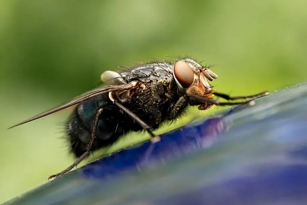 Imagen Detectan moscas carnívoras que se creían extintas