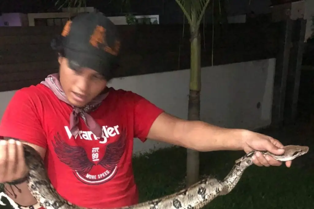Imagen Además de cangrejos hay reportes de serpientes; hallan boa dentro de una casa 