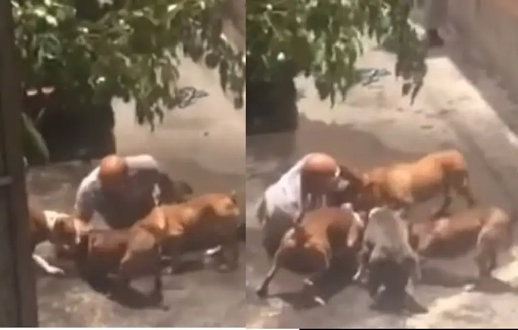 Imagen Captan brutal ataque de 5 perros pitbulls a otro cachorro y su dueño (+video)