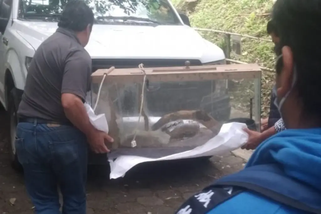 Imagen Profepa decomisa especies animales en el Parque Ecológico Macuiltépetl