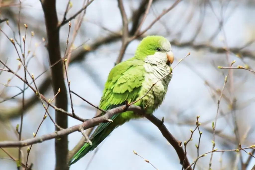 Imagen Hay sobrepoblación de pericos en Veracruz; advierten impacto ambiental