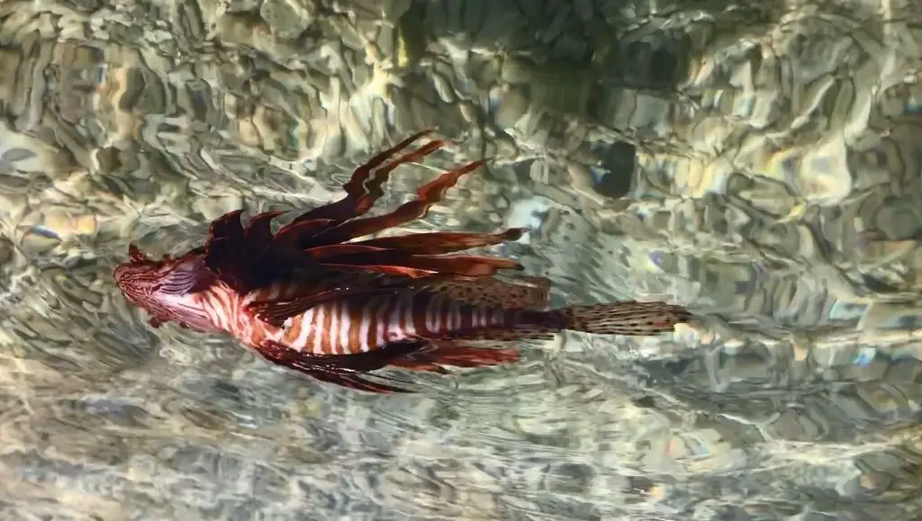 Imagen El invasor de los mares de Veracruz; así lo combaten en los arrecifes 