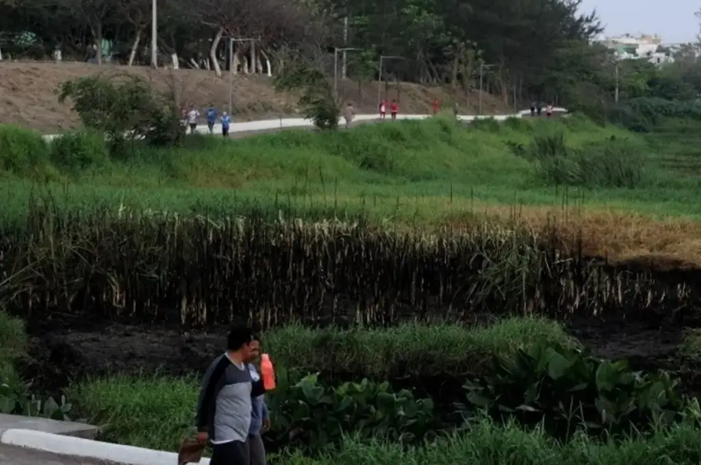 Urge que se destinen recursos para limpiar lagunas de Veracruz ...
