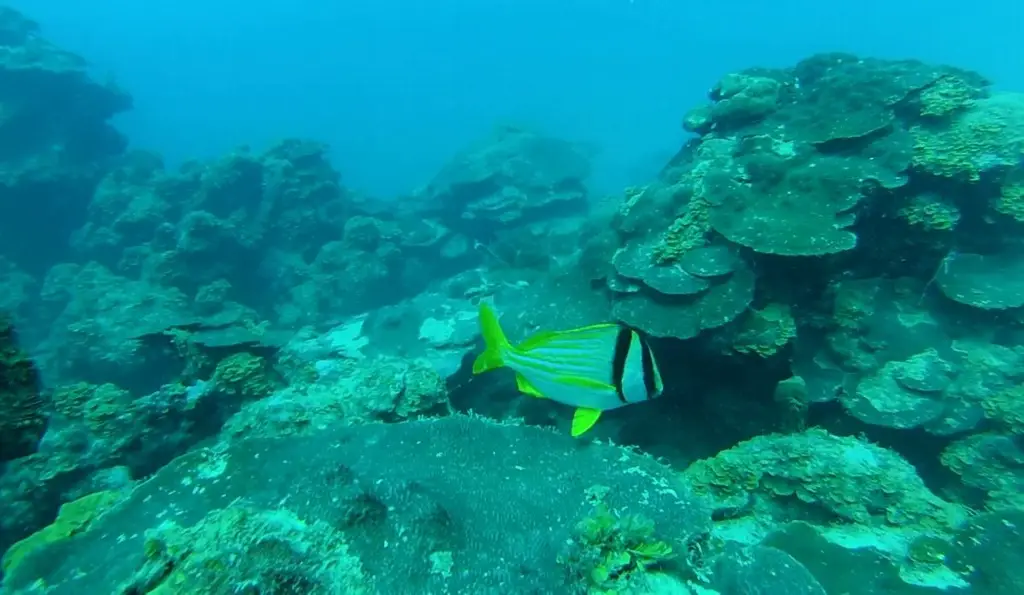 Imagen Islas y arrecifes de Veracruz forman Parque Nacional 