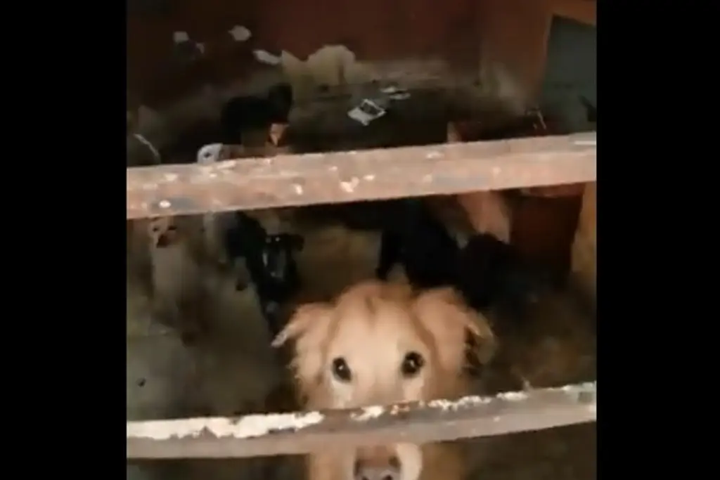 Imagen Hallan más de 50 perros durante desalojo; se comían unos a otros, aseguran