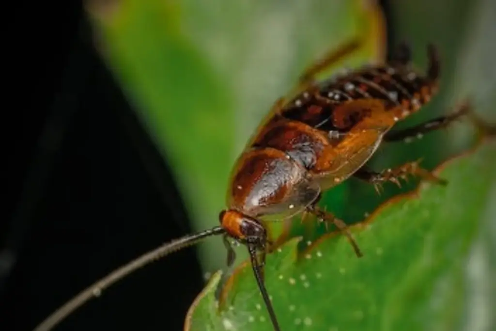 Imagen Hallan a cucaracha carnívora; creían que estaba extinta 